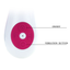 Pretty Love – Daniel – Curved Vibrator with 30 Modes